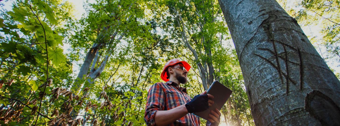 duurzaam bosbeheer FSC